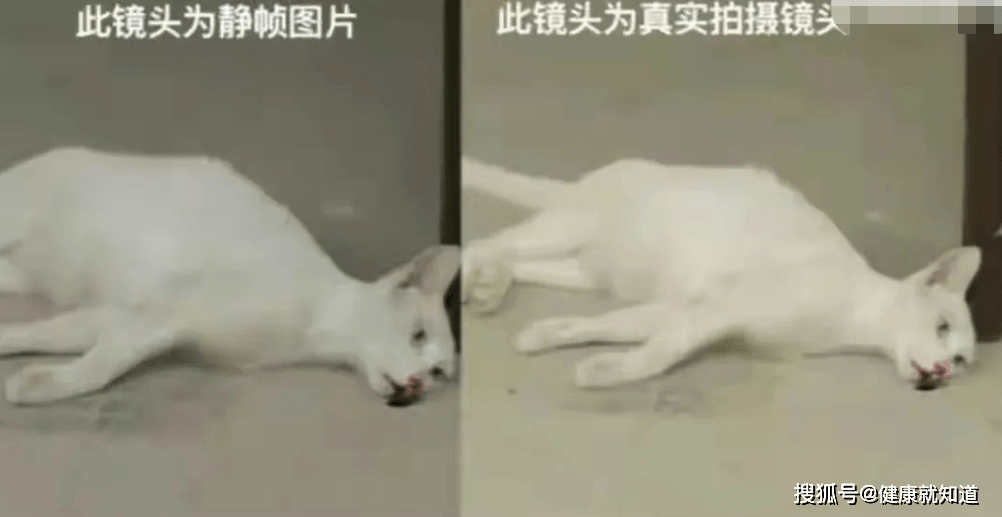 北京最新虐猫事件，反思背后的社会问题与呼唤动物保护意识的觉醒