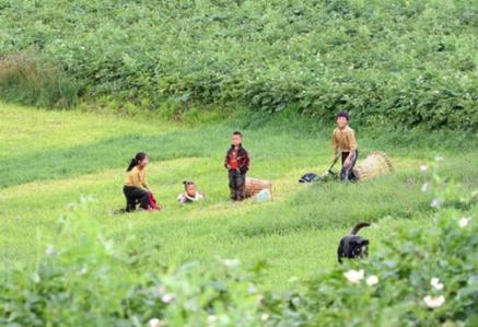 最新南山兵茎，新时代下的独特魅力与影响